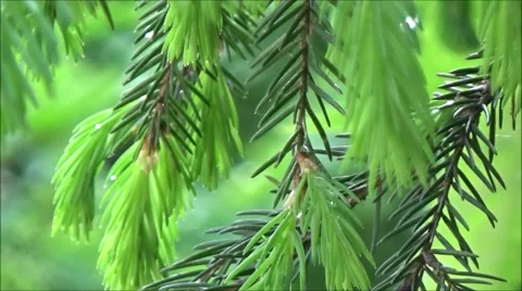 Young shoots of fir tree Stock Footage 64876040