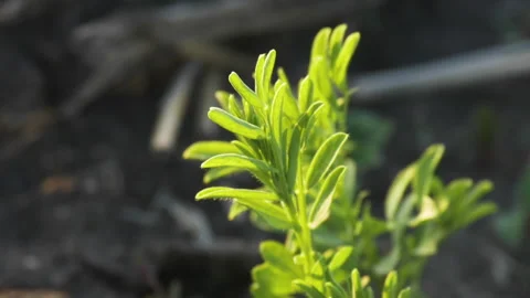 Young shoots of flax Видео 243787649