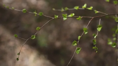 Young shoots in the forest. 動画素材 75752007