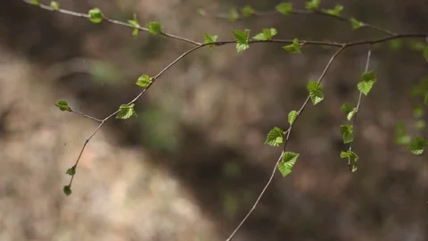 Young shoots in the forest. 動画素材 75752014