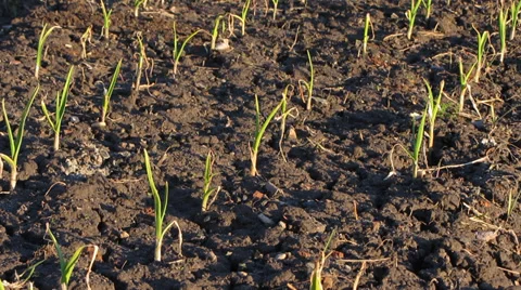 Young shoots of garlic Vídeo Stock 36625429