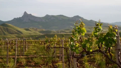 Young shoots of grapes against the backdrop of a mountain ridge Stock Footage 79405651