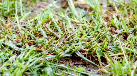 Young shoots of green grass with mud in rainy drizzle - fresh springtime growth Stock Footage 47302871