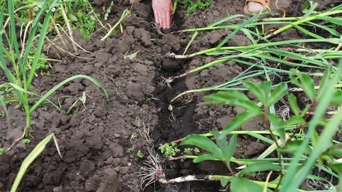 Young shoots of green onions grow in ground and female hands plant plants Stock Footage