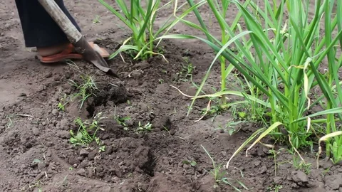 Young shoots of green onions grow in ground and female hands plant plants Stock Footage