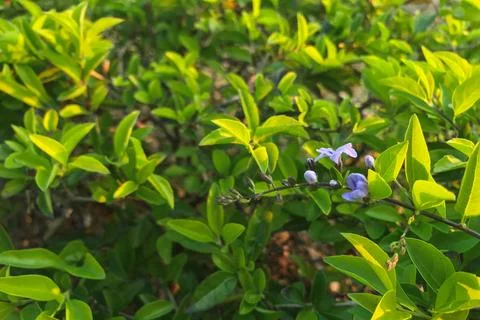 Young shoots of a green tree, close-up. Natural spring background of green .. Stock Photos