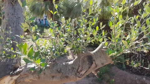 Young shoots of olive branches on old trees   Stock-Footage 168127052