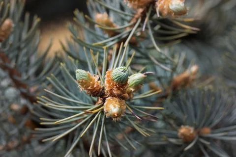 Young shoots on pine branches in spring Stock Photos