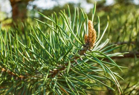 Young shoots of pine closeup on a tree in spring Stock Photos