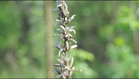 Young shoots on pine cones Video stock 37740383