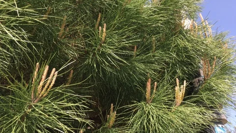 Young shoots of pine Stock Footage 89221610