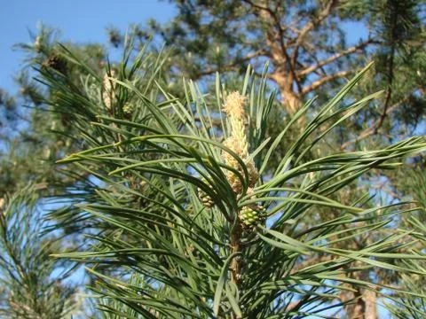 The young shoots of pine Stock Photos