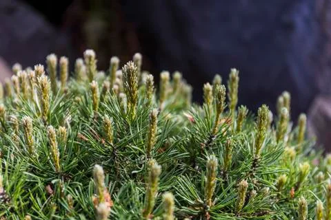 Young shoots of a pine Stock Photos