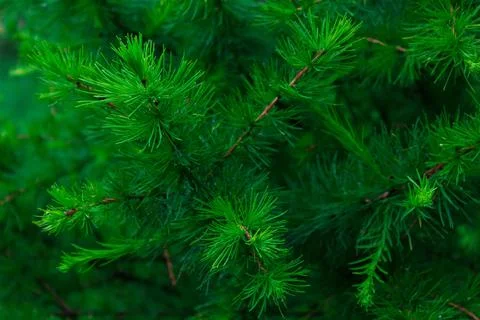 Young shoots of pine Stock Photos