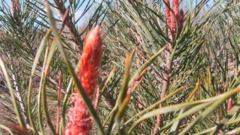 Young shoots on a pine tree, forest, April, nature of Ukraine. 動画素材 306967548
