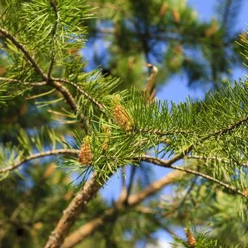 Young shoots of pine trees in the forest spring Stock Photos