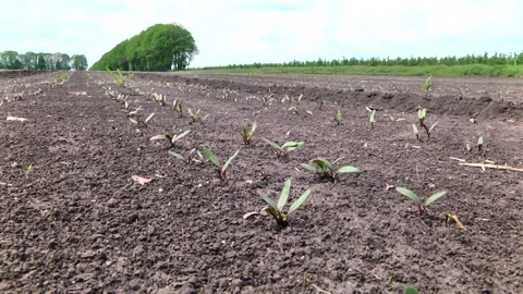 Young shoots of red beet on the field Stock-Footage 145256872