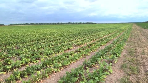 Young shoots of red beet on the field Stock-Footage 145256873