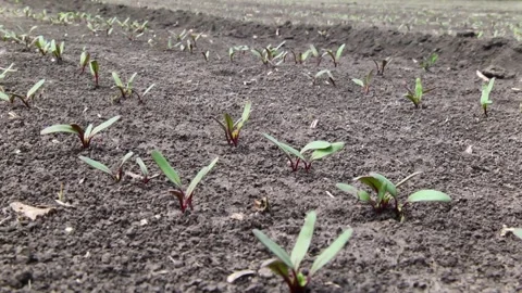 Young shoots of red beet on the field Stock Footage 145256875