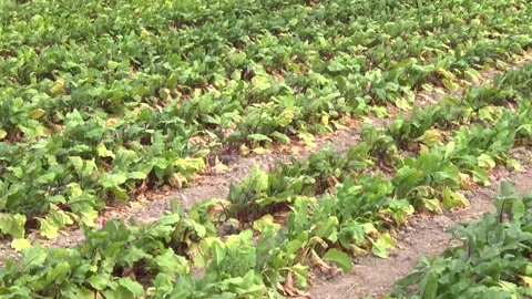 Young shoots of red beet on the field Stock Footage 145256876
