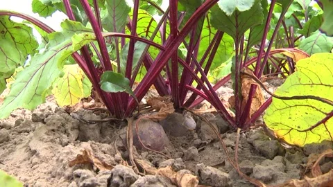 Young shoots of red beet on the field Stock Footage 145256877