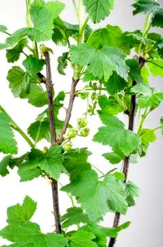 Young shoots of red currant on a light background Stock Photos