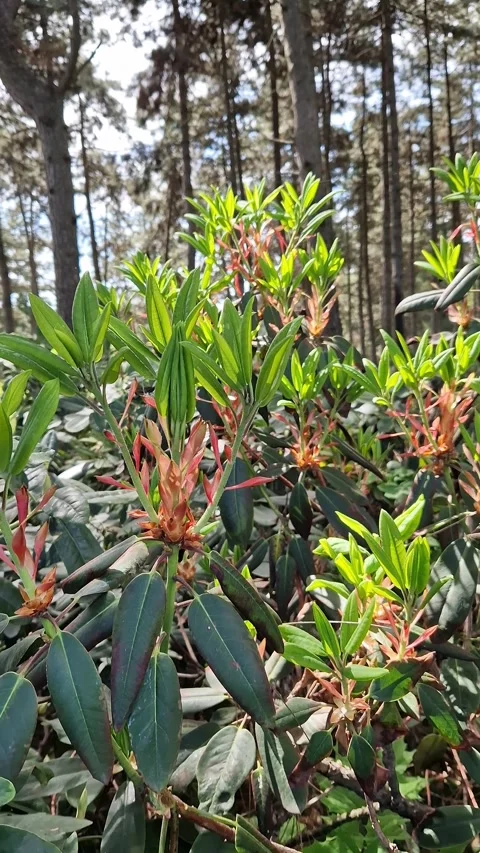 Young shoots of rhododendron in spring park Stock Footage 337422650
