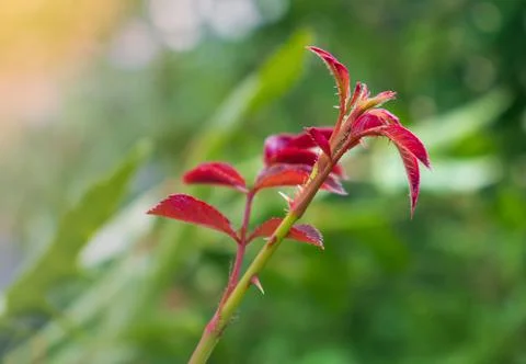 Young shoots of rose trees Stock Photos