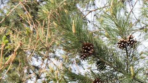 Young shoots of spruce and pine Video stock 108760414
