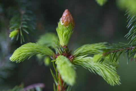 Young shoots on spruce branches Stock Photos