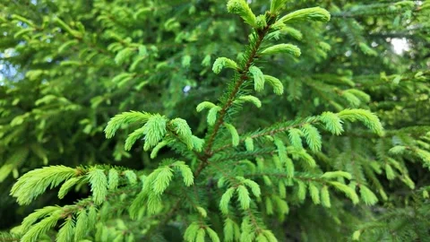 Young shoots on spruce branches. Slowmotion Stock Footage 339224607