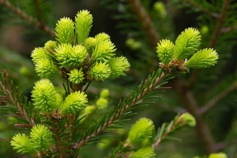 Young shoots of spruce Stock Photos