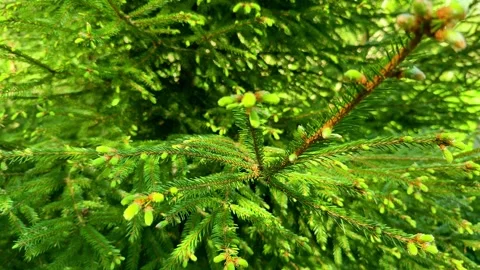 Young shoots of spruce sway in the backlight. Stock Footage 277623399
