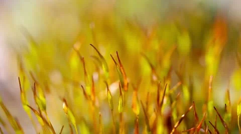Young shoots in the sunlight Stock Footage 22089523