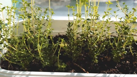 Young shoots of thyme grow in a pot on the windowsill 動画素材 118462003