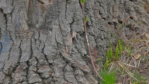 Young Shoots of Trees Stock Footage 73927990
