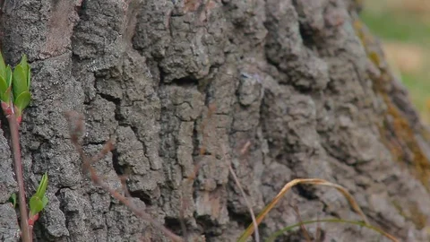 Young Shoots of Trees Stock Footage 73928083