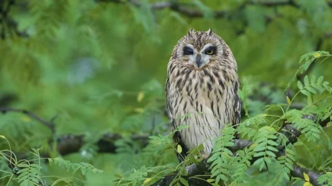 Young Short-Eared Owl (Asio flammeus) Resting on a Tree Branch After Rain Stock Footage 345125081