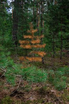 The young, short pine tree dried up and turned bright orange. Orange red rusty Stock Photos