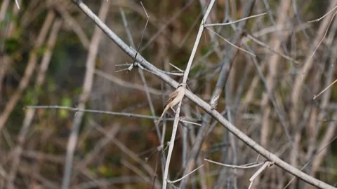 A young shrike bird on a dry tree in Tadoba national park 스톡 동영상 330399087