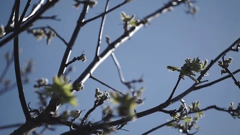 Young shrub blooms in spring Stock Footage 107727163