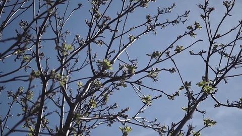 Young shrub blooms in spring Stock Footage 107727195