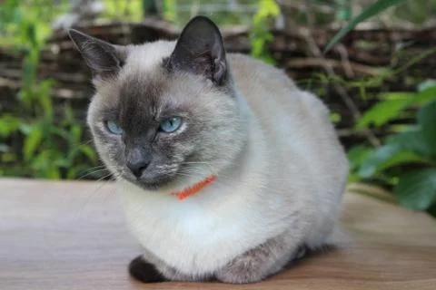 Young siamese cat Stock Photos