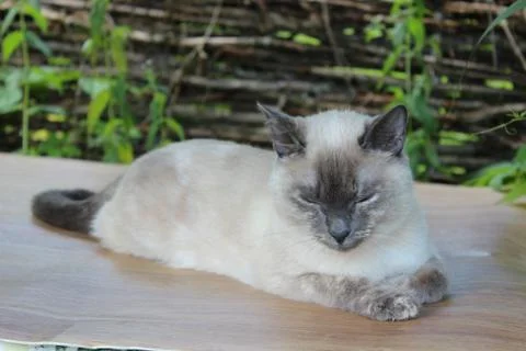 Young siamese cat Stock Photos