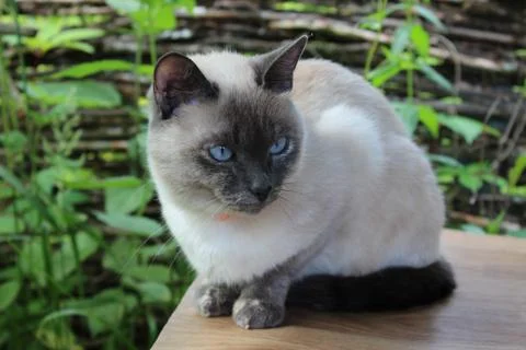 Young siamese cat Stock Photos
