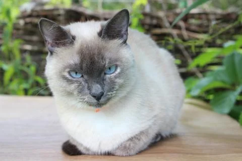 Young siamese cat Stock Photos