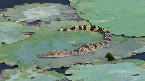 Young Siamese Crocodile in nature. Stock Footage 265014801