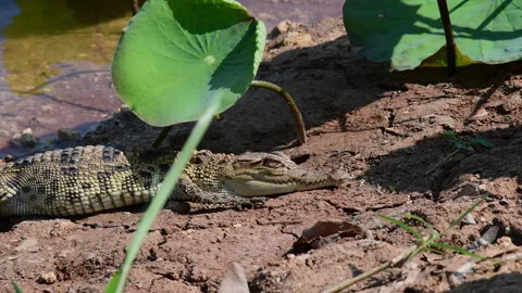 Young Siamese Crocodile in nature. Video stock 279868853
