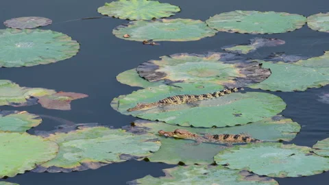 Young Siamese Crocodile in nature. Stock Footage 330948106