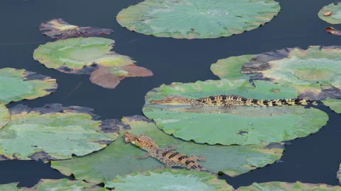 Young Siamese Crocodile in nature. Stock Footage 330948118